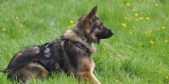 北京公交總隊(duì)警犬亮絕活，超聲波控制警犬已申報(bào)專利